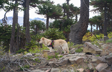 Fototapeta premium dog walking through the forest 