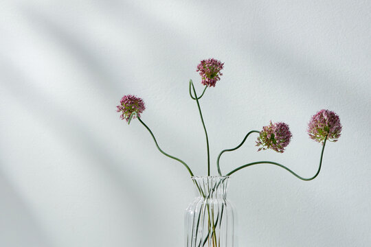 Small fresh flowers of purple garlic