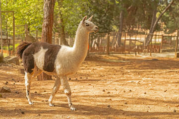 Close-up of a llama at the zoo. Llama glama.