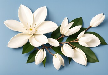 White Magnolia Blossom