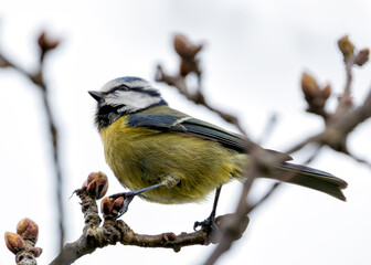 Blue Tit (Cyanistes caeruleus) - Found throughout Europe and parts of Asia