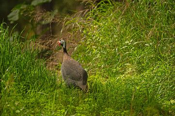 Helmeted guineafowl among the green grasses..