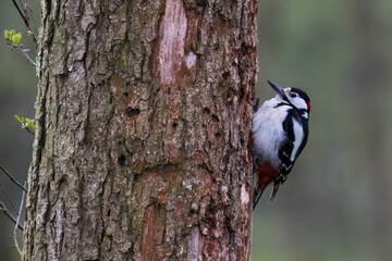 Great spotted woodpecker, Dendrocopos major, poses in a tree, the bird sits on a tree and knocks on...