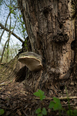 A woody fungus growing on a willow trunk.