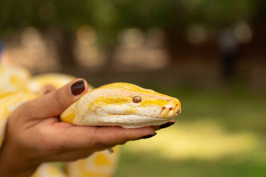 Woman holding a snake. Albino burmese python..Python molurus bivittatus.