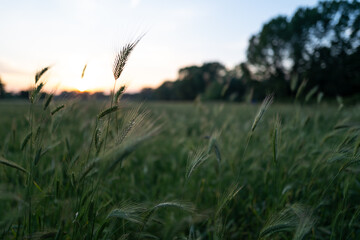 Spring fields on the ancient Appian Way in Rome