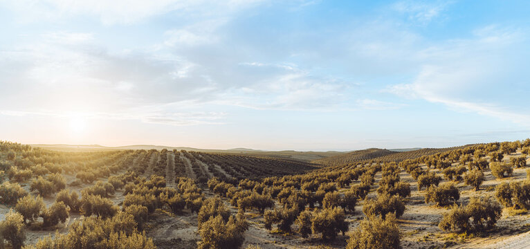 Atardecer en campo de olivos en Ja&eacute;n