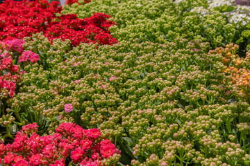 Close up of budding and blooming potted Kalanchoe Blossfeldiana plants with copy space