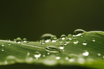 closeup of green leaf with water drops