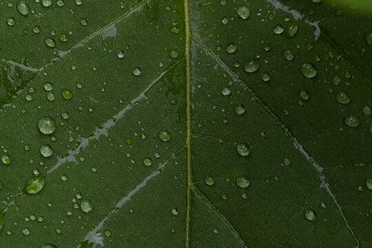 closeup of leaf with water drops
