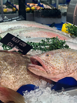 Reef cod at fish market