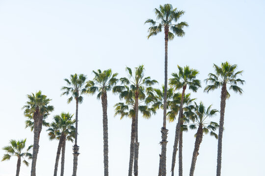 Palm trees on Venice Beach California 