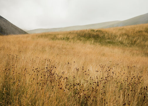 Native prairie grass in the summer.