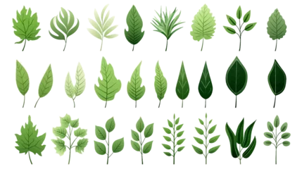 Fotobehang Big set natural of Tropical green leaves of leaf isolated on white background, varies different of plant botanical vector illustration. © Pickoloh