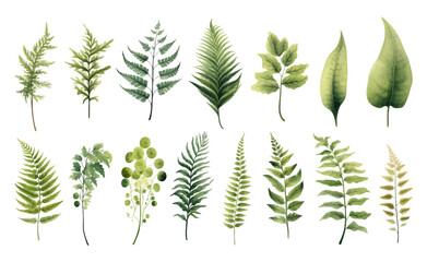 Elements set collection of green forest fern, tropical green eucalyptus greenery art foliage natural leaves herbs in watercolor style. Decorative beauty elegant illustration