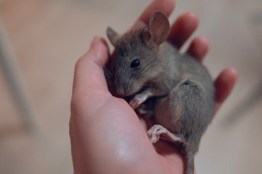 Little mouse