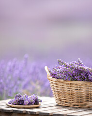 Harvesting season. Lavender bouquets and basket. - 777767199