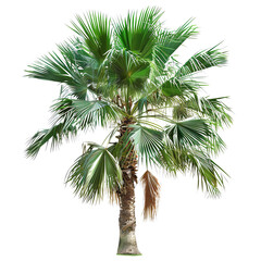 Fototapeta premium palm tree isolated on white