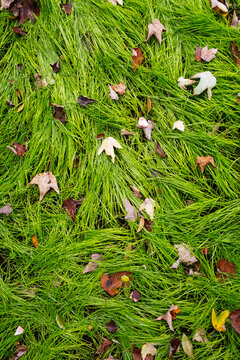 Green Grass Lawn Texture with Autumn Leaves