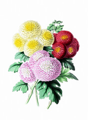 Flower illustration on a white background. CHRYSANTHEMUMS
