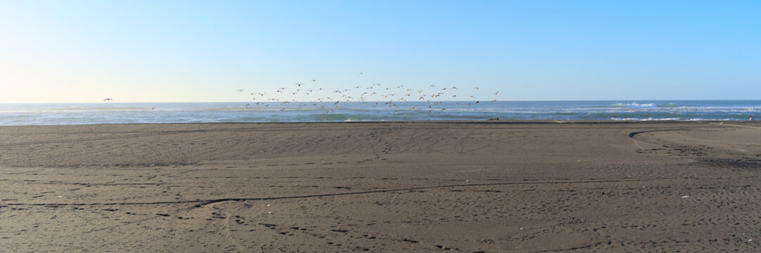 Group of seaguls on deserted sand beach at sunset during windy summer day on pacific ocean (Iloca, Chile)