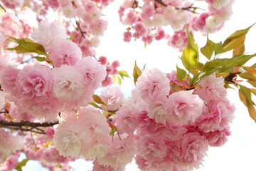 満開の八重桜（花笠）　空背景