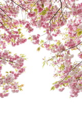 満開の八重桜（花笠）　白背景