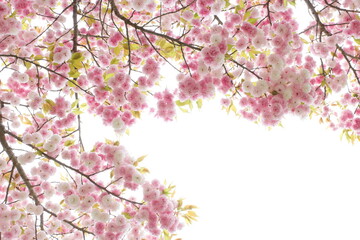 満開の八重桜（花笠）　白背景
