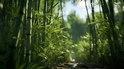 background of bamboo trees in the nature