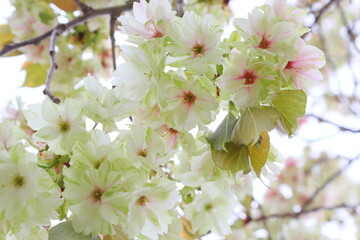 満開の八重桜（鬱金）のクローズアップ　白背景