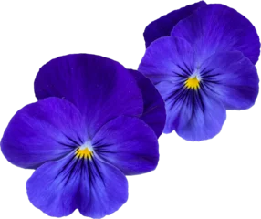 Deurstickers Summer Pansy Flowers Isolated © Amber