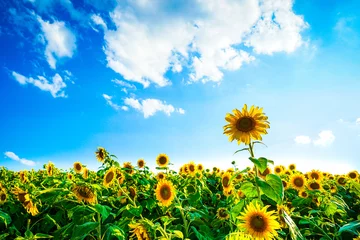 Fotobehang Field of sunflowers © miss