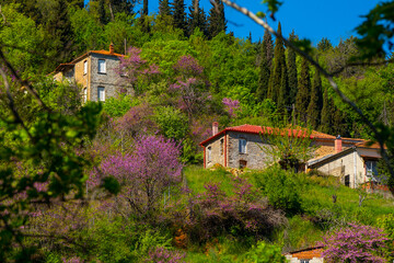 Spring scenery in the area of Kanalia in Greece, consisting of pink flowers and buildings. - obrazy, fototapety, plakaty