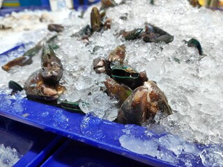 Fresh mussels are soaked in ice for cooking. 