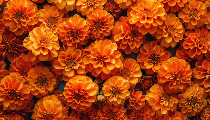 full frame background of beautiful orange marigold flowers