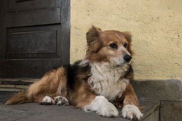 Portrait of mixed breed white and brown dog lying in front of country house