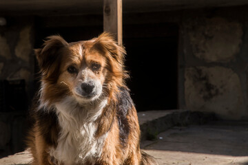 Portrait of mixed breed white and brown dog lying in front of country house