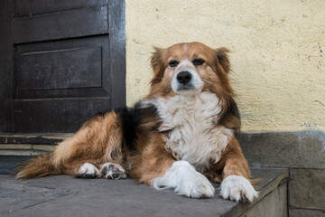 Portrait of mixed breed white and brown dog lying in front of country house