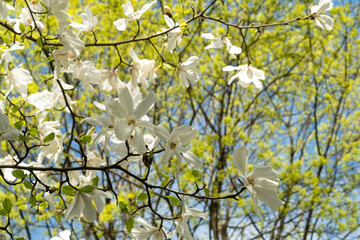 Branches of a flowering magnolia against the background of a spring park.