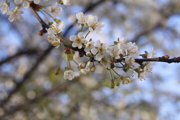 Kwiat jabłoni