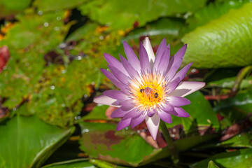 One of the most beautiful tropical water lily species with two bees