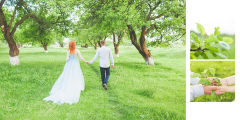 a young couple in love walks between the trees. woman with fiery hair in a blue dress. photo shoot in an apple orchard