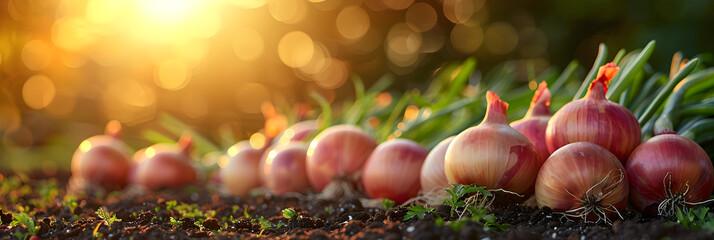 Onion crop,
Onion grows in the garden harvest
