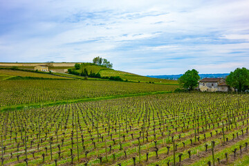 Famous Vineyard of Saint-Emilion. This vineyard make up the first vineyards in the world to award the title of 'Cultural Landscape' by UNESCO. Saint-Emilion, Gironde, Aquitaine, France, Europe. - 777787396