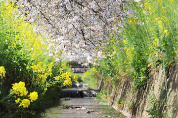 桜の花びらが流れる川