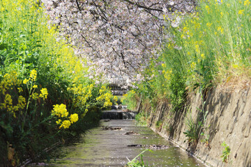 桜の花びらが流れる川