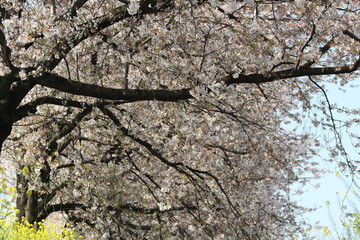桜の花びらが流れる川 