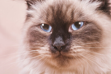 The cat of the Neva masquerade breed is beige and brown. A kitten with blue eyes.
