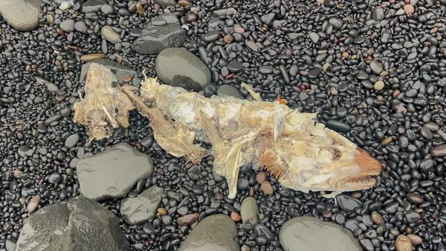 Dead decaying cod fish on a black stone beach