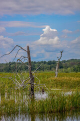 Obraz premium dead trees in marsh